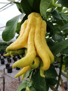 MANO DI BUDDHA VIVAI VALENTI PIANTE