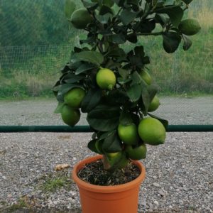 Pianta di limone in vaso 20