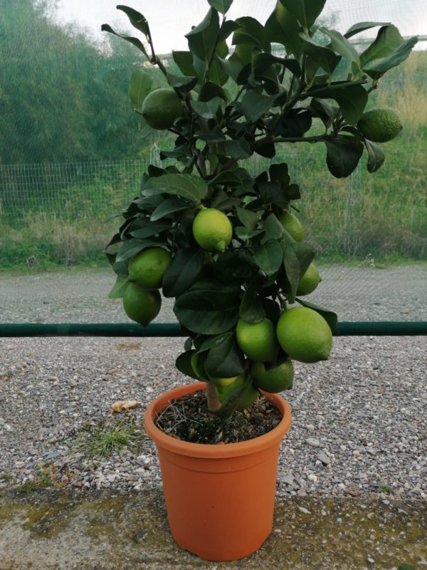 Pianta di limone in vaso 20