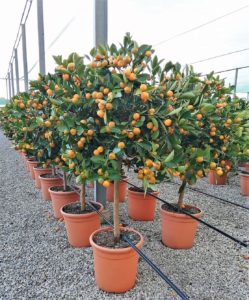 CALAMONDINO VIVAI VALENTI PIANTE
