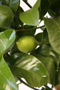 LIMONE VIVAI VALENTI PIANTE
