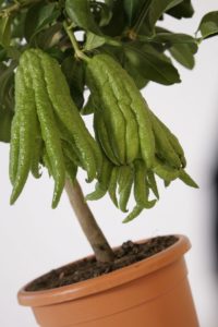 VIVAI VALENTI PIANTE