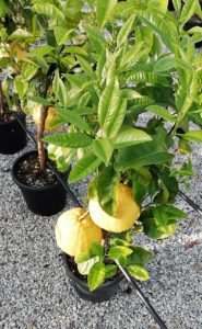 POMELO VIVAI VALENTI PIANTE