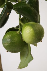 VIVAI VALENTI PIANTE