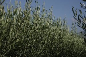 VIVAI VALENTI PIANTE